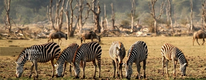 تورهای آفریقای جنوبی